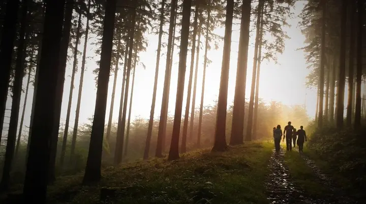 Familie wandert im Wald | © Simon Wijers - Pixabay