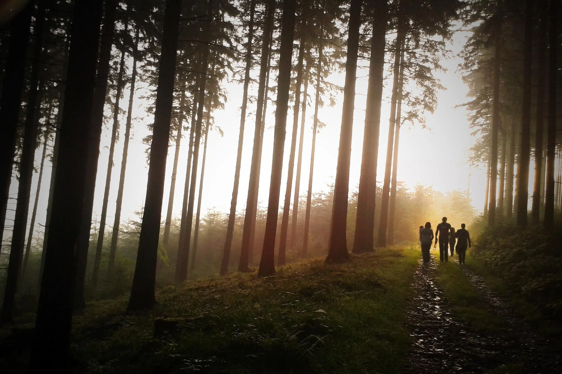 Familie wandert im Wald | © Simon Wijers - Pixabay