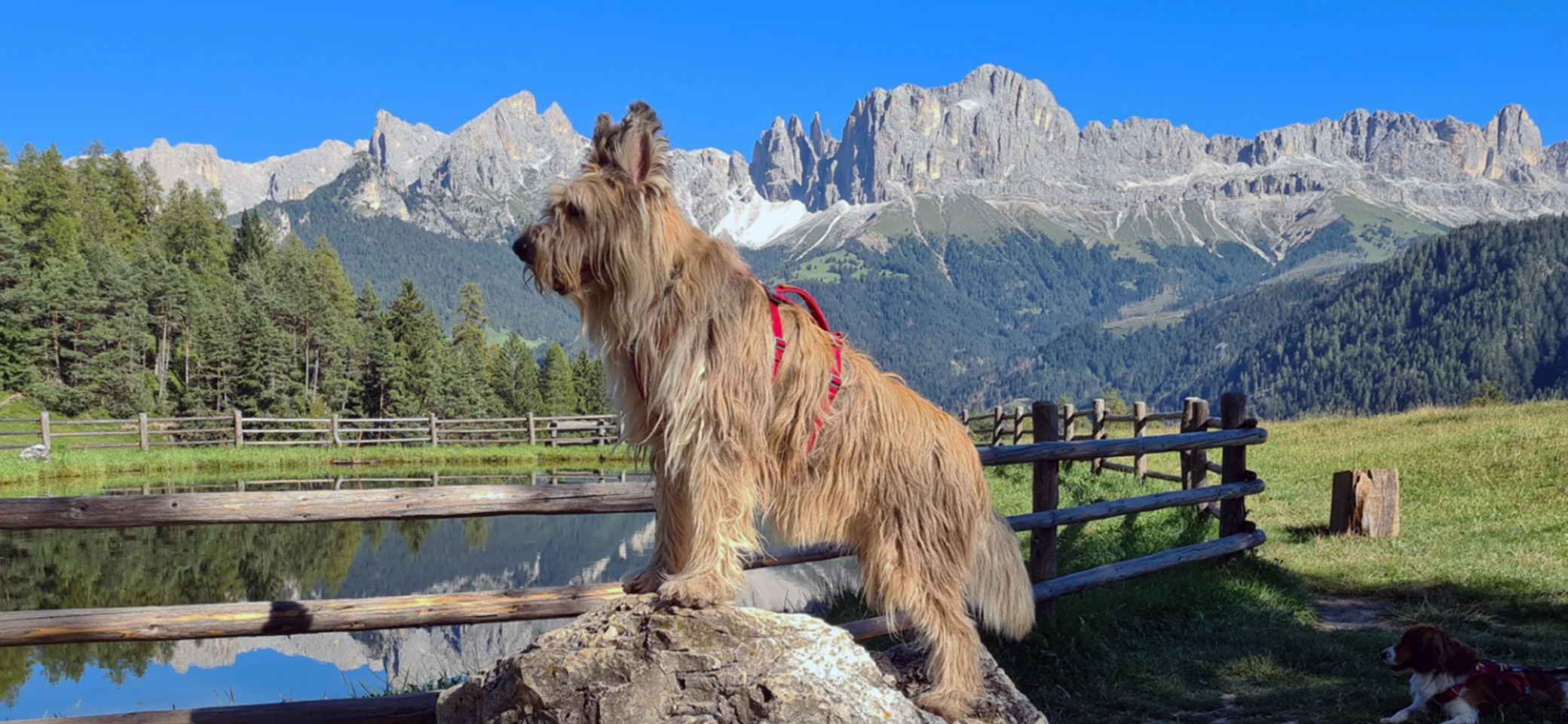 Hund in den Bergen | © Mountaindogs