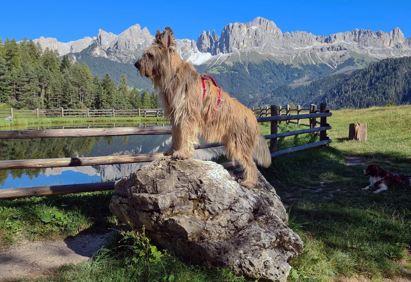 Hund in den Bergen | © Mountaindogs