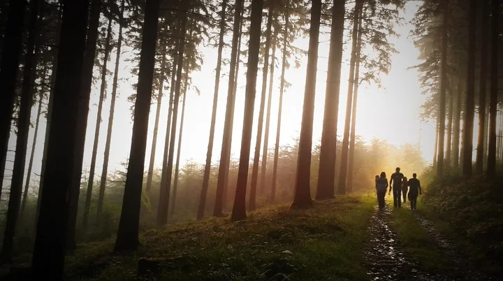 Familie wandert im Wald | © Simon Wijers - Pixabay